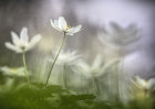 1501 Anemone nemorosa