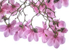 1619 Magnolia campbellii Charles Raffill