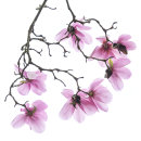 1622 Magnolia campbellii Charles Raffill