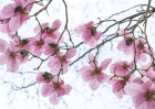 1639 Magnolia campbellii Charles Raffill