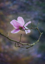 1684 Magnolia campbellii Charles Raffill