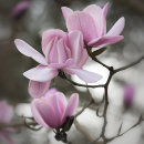 1691 Magnolia campbellii Charles Raffill