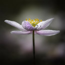 1691 Anemone nemorosa