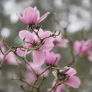 1694 Magnolia campbellii Charles Raffill