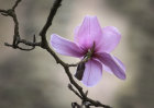 1717 Magnolia campbellii Charles Raffill