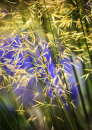 1808 Stipa gigantea
