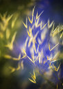 1809 Stipa gigantea
