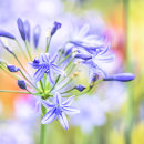 1860 Agapanthus
