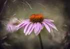 1896 Echinacea Leuchstern