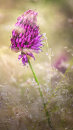 1906 Allium sphaerocephalon