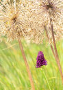 1920 Allium sphaerocephalon