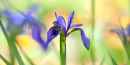 Iris Sibirica (not available for greeting cards)