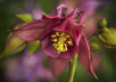 Aquilegia