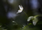 1949 Wood anemone