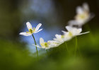 1987 Anemone nemorosa