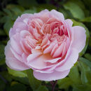 Rose Anne Boleyn