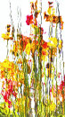 2083 Primula abstract 2