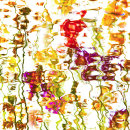 2091 Primula abstract 1