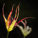 2109 Tulipa acuminata
