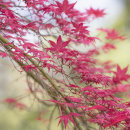 2134 Acer palmatum chishio improved