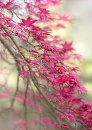 2135 Acer palmatum chishio improved