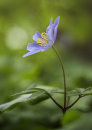 2206 Anemone nemorosa