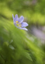 2208 Anemone nemorosa