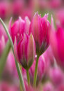 2239 Tulipa linefolia