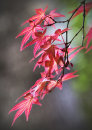 2270 Acer foliage