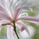 2295 Magnolia stellata "Rosea"