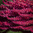 2331 Amaranthus