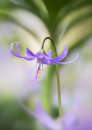 2366 Erythronium