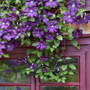 Clematis (Not available for greeting cards)