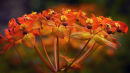 Euphorbia