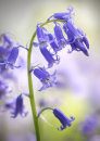 2728 Bluebells