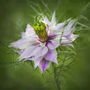 Nigella