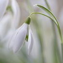 2749 Snowdrops