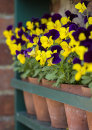 2764 Violas