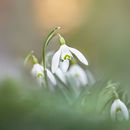 2777 Snowdrops