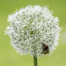 2841 White allium with bee