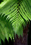 Dicksonia antarctica