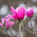 2885 Magnolia campbellii
