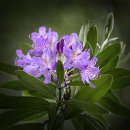 2890 Rhododendron