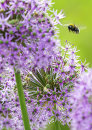 2966 Alliums with bee