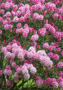 2970 Rhododendron