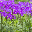 2975 Primula sieboldii cherubini