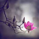 2995 Magnolia campbellii