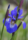 3018 Iris