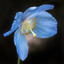 3066 Meconopsis lingholm