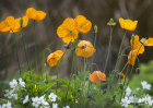 3073a Poppies